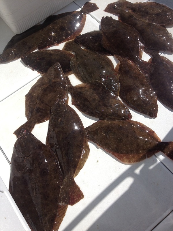 Fluke Fishing Charter