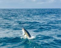 sandyhook fishing 84 20200613