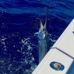 sandyhook fishing 85 20200613