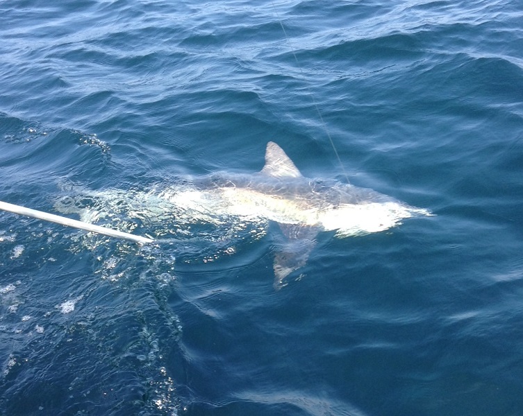 Shark Fishing Charter