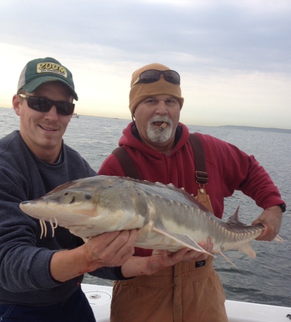 Atlantic Sturgeon