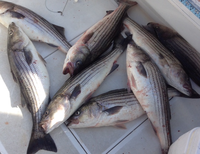 Striped Bass Charter 
