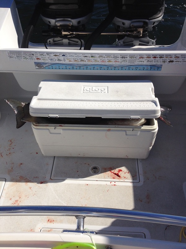 Striped Bass Trip