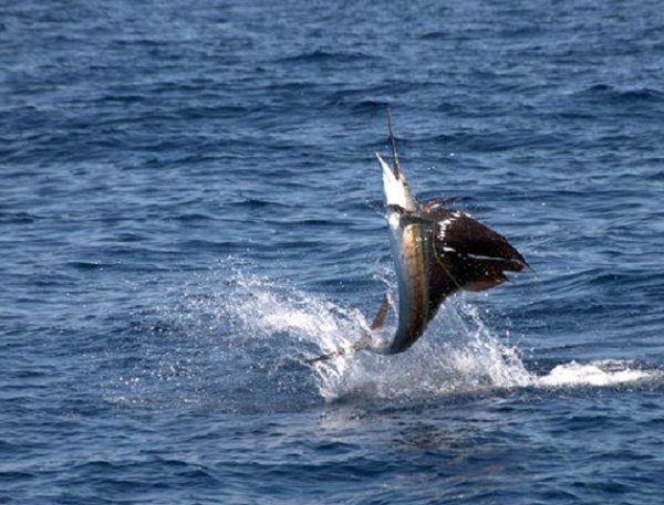 Sailfish 
