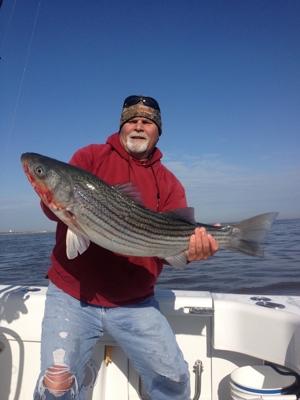 Striped Bass Fishing 