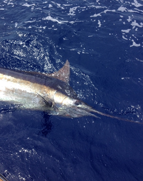 Blue Marlin Fishing
