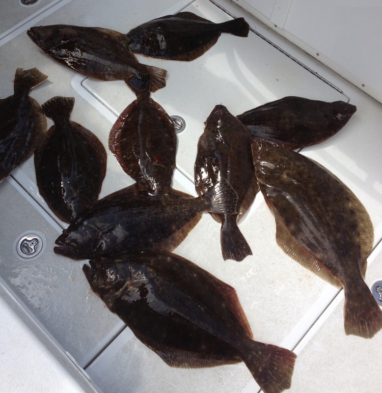 Fluke Fishing Trips