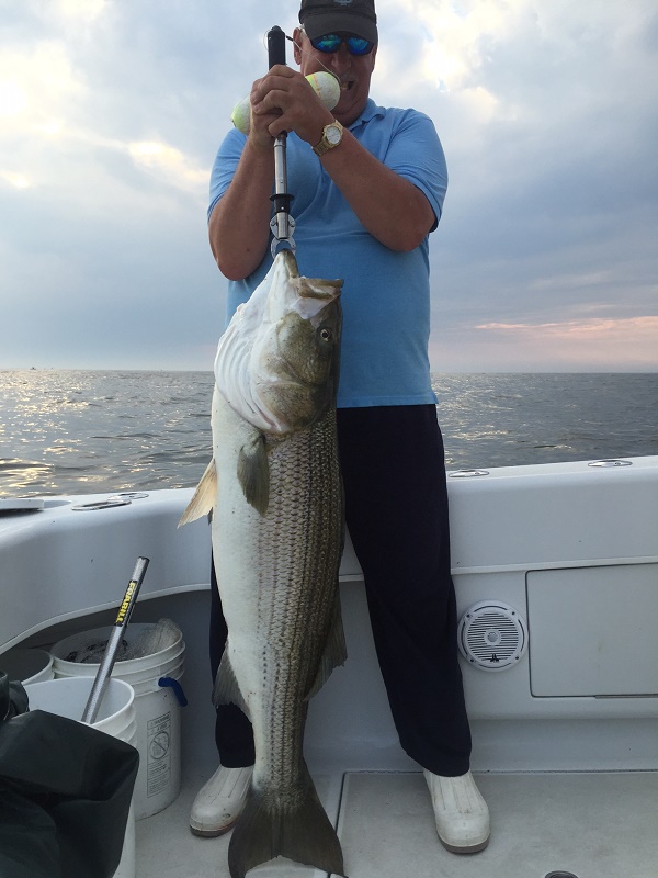 Trophy 50 plus pound Striped Bass 
