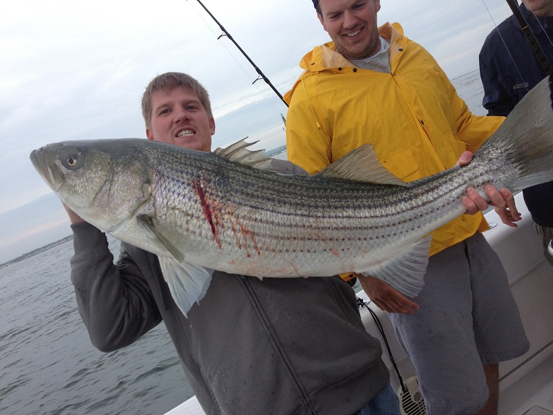 Striped Bass Fishing 