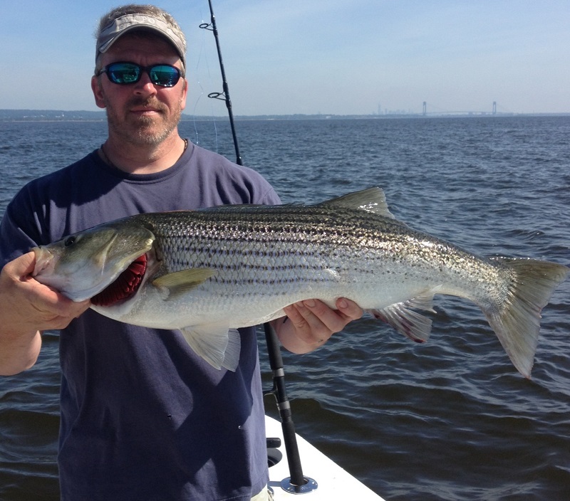 Striped Bass Fishing 